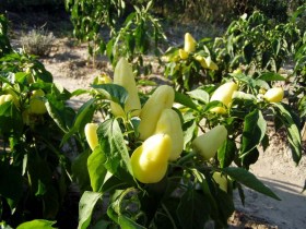 Bácskai fehér paprika - Édespaprika ritkaságok az Egzotikus Növények Stúdiója kínálatában
